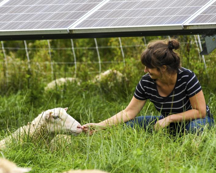 Solar grazing project combines renewable energy and agriculture